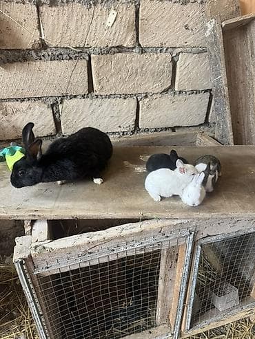 pulsuz heyvanlar verilir: İki ana dovşan balalarıyla birlikdə satılır balaların gözü yeni açılıb — 4