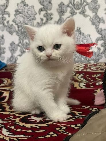 pisik cutlesdirmek: Şotland yastı qulaq, Dişi — 3