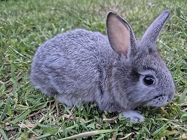 bitki satışı: Saqlam dovşan balalardi,bidənə alana 8m, 2dən cox alana 7m — 4