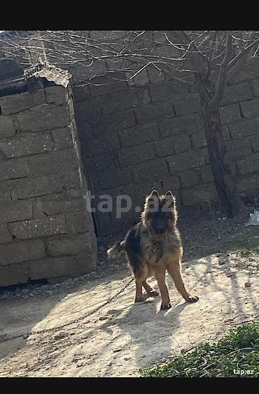 coban itləri: Alman çoban iti, 4 ay, Peyvəndli — 1