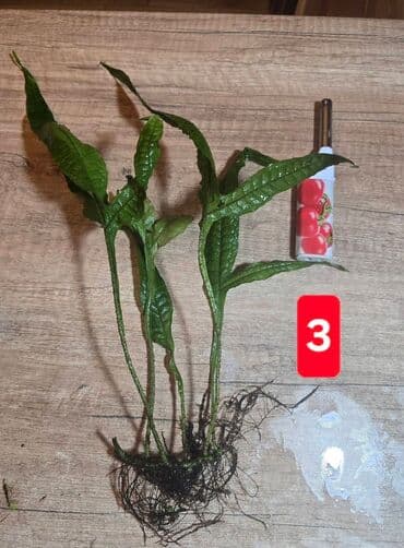 hemise yasil bitkiler: Fork Leaf Java Fern. Haçayarpaq Poporotnik. 4 ədədi 10AZN. Tək-tək 2-3 — 3