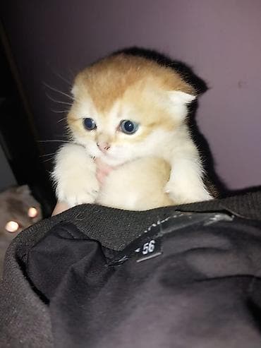 pitbul balaları: Erkək, Dişi — 1