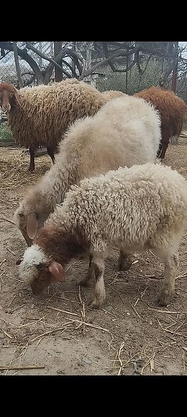 simental inek satışı: Ana bala qoyunbalasi erkekdi tam sağlamdilar yeyimcil heyvandi,bala — 2
