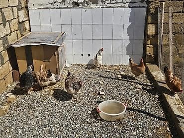 ördək balası və cücə: Toyuq, Yumurtalıq — 3