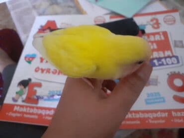 Heyvanlar üçün mallar: Narinci-çəhrayı yanaqlı, sarı tüklü sevgi tutuquşusu (lovebird)satılır — 5