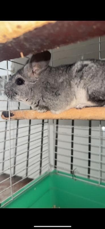 ev itleri balaca: Çinçilla – şinşilla (boz rəng) - Növ: Ev heyvanı, şinşilla - Rəng — 2