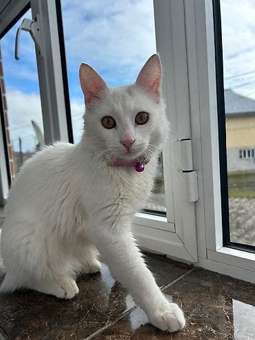 mal bazari 2020: Türk Anqoru 8 aylıq hərşeyi ile verilir — 2