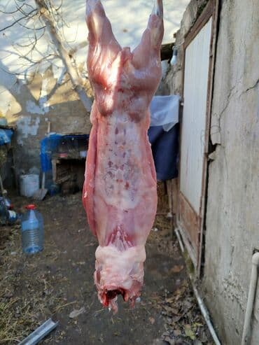 mal əti qiyməti: Dovşan eti halal kesilmiş halal ceki 1 ededi gelir 1k.800q. 1k.500q — 20
