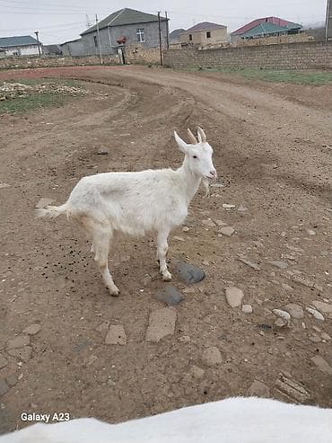 yasil bas ordek: Ağ rəngli keçi - Növ: yerli südlük-tip - Cinsiyyəti: dişi (buynuzlu) - — 3