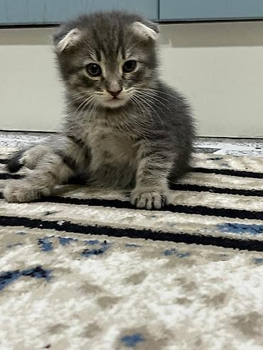 pisik cinsleri: Şotland — 4