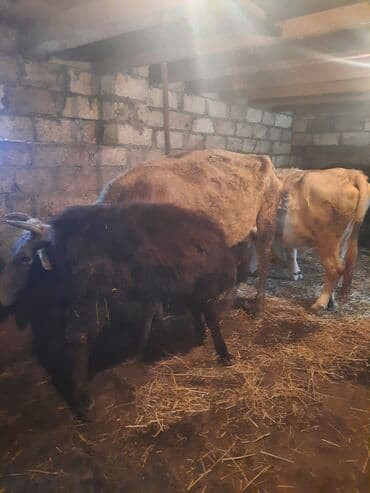 Inəklər, öküzlər: İnək və bala buzov - Ana inək və yanında dişi buzov birgə. - Ana inək — 7