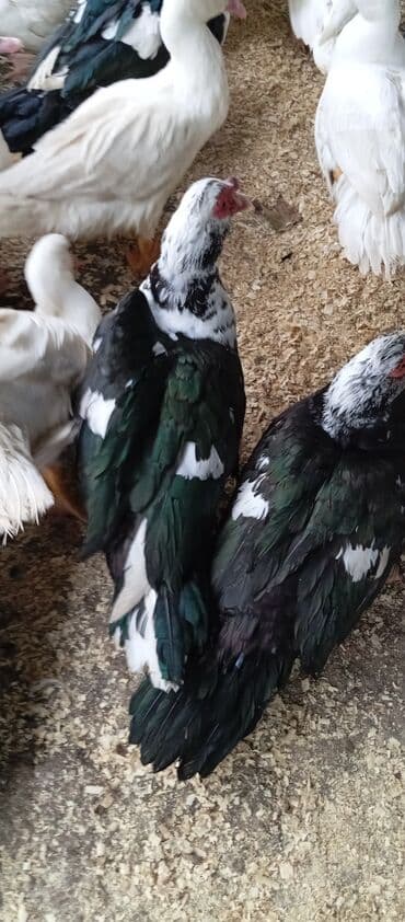 bıldırcın satılık: Təcili satılır.Real alıcılar əlaqə saxlaya bilər — 4