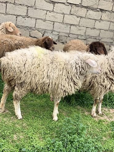 Dişi Quzular satılır sağlam damazlıq heyvanlardı qiymət 250 manat