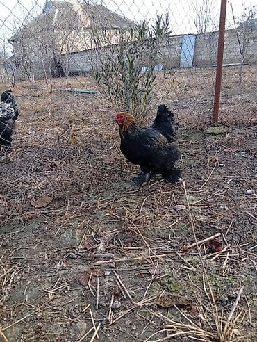 cins heyvanlar: Brahma cinsli toyuqlar və xoruz - Cins: Brahma (iri gövdəli, ayaqları — 3