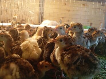 Digər heyvanlar: American bronz hinduşka balaları.anaları tam göy otlar qidalanır — 3