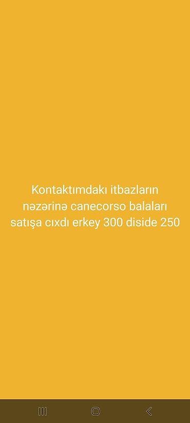 Digər heyvanlar: Kane-Korso, 1 ay, Peyvəndli, Ödənişli çatdırılma — 1