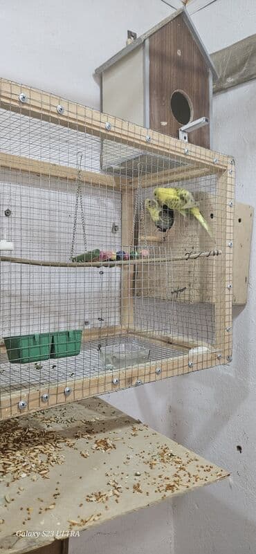 попугай ара цена: Papuqaylar satılır — 4