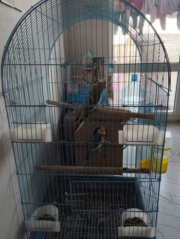 Mavi rəngli, oval formalı quş qəfəsi. Qəfəsin üst hissəsi tağlı, alt