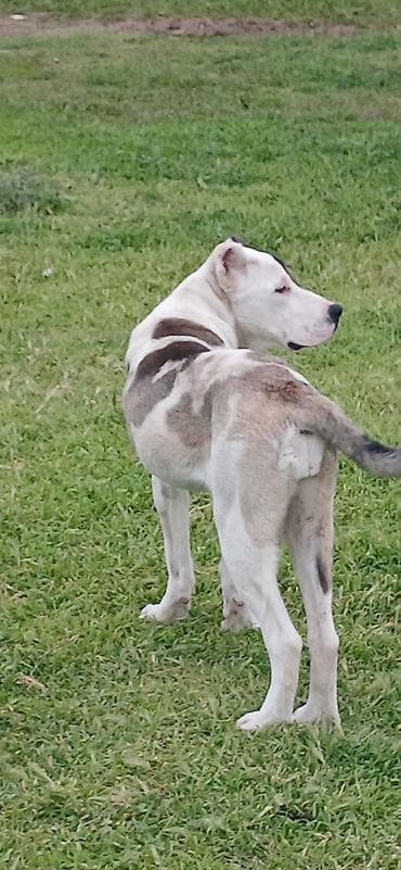 ucuz itlər: Qurdbasar, 6 ay, Dişi, Peyvəndli, Ödənişli çatdırılma — 2