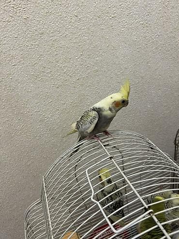 TAM SAĞLAM EV QUŞLARI (KORELLA) 2 AYLIQ BALALARDIR CİDDİ ALICILAR