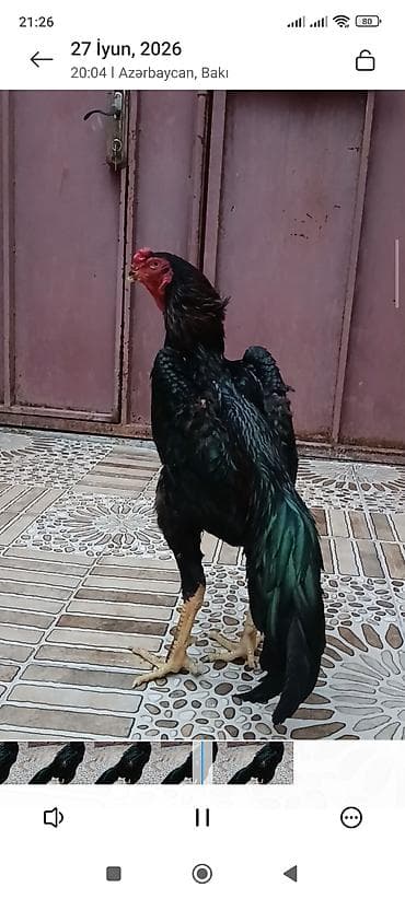 doberman satisi: Oh Shamo xoruz satilir 10 aylidi — 5
