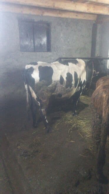 Inəklər, öküzlər: Salamlar iri buynuzlu mal aliram kimdə var xeber etsin boğaz qisir — 1