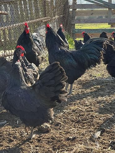 kənd toyuqlarının satışı: Toyuq, Australorp, Damazlıq — 10