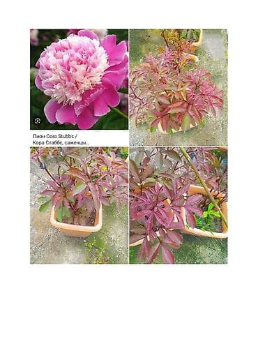 novruz gülü: Pion gülü CORA STUBBS– iki rəngli, iri, ətirli güllər - Növ — 1