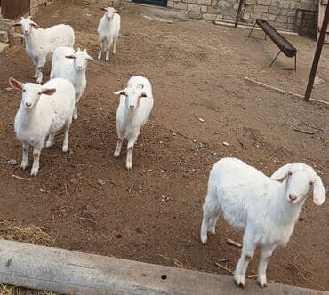 kişi keçə şap şapları: Ağ rəngli gənc keçilər – kiçik sürü - Növ: yerli süd və ət — 1