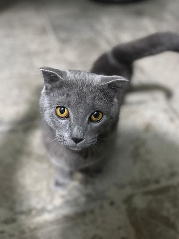 ev heyvani: Şotland yastı qulaq, Yaxşı əllərə — 2