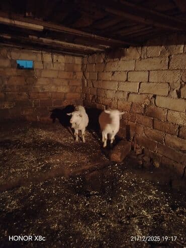 Toyuqlar: Qiymət cütünə ayıdır cütü 650 manata sani boğaz keçilər di isteyen — 9