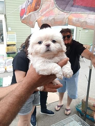 pudel satilir 2020: Pekines, Sənədli — 2