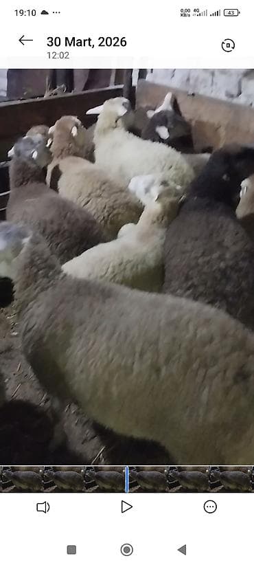 hinduşka əti qiyməti: Əmlik quzu . tərəzi ilə 9.50 . Reyal alıcı narahat etsin boş bekar — 2