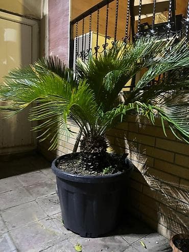 otaq teravetlendirici: Böyük ölçülü sago xurması (Cycas revoluta) – qara plastik qazonda — 3