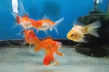 продажа аквариумных рыбок: Золотая рыбка, Мирные — 2