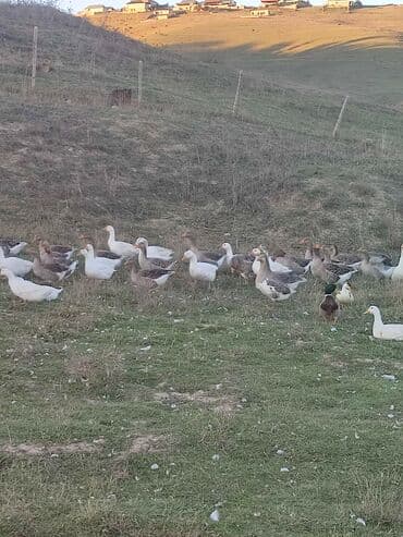 купить собаку в: Qazlar
8 ayliqdilar çekileri 3.5 dan 4.5 kimidi — 3