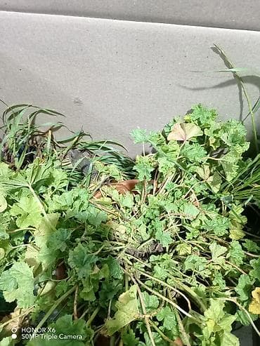 heyvan evləri: Quru‑suda yaşayan tısbağa (göllük/su tısbağası tipli) - Növ: yarı su — 5