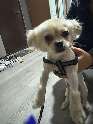 собака бу купить: Пекинес — 6