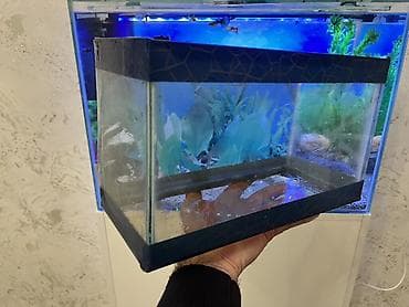 akvarium bitkiləri: Dördbucaq akvarium, Boş, 10 l, Ödənişli çatdırılma — 2