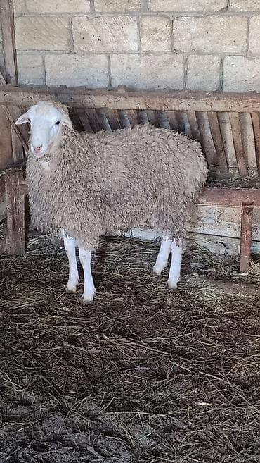 atlar: Erkekdir Qurbanlıqa tam yararlıdır qabirgadan doludu. Kurdexanidadi — 2