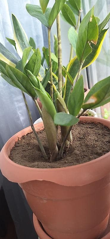 dekor ağaclar: ZZ bitkisi (Zamioculcas zamiifolia) – qapalı məkanlar üçün dekorativ — 6