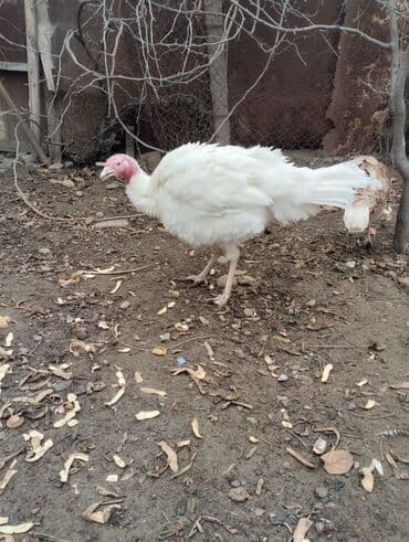 K/t heyvanları və malları: Ağ hinduska kanada erkek satilir ya deyisirem durbonla ya qirmizi — 2