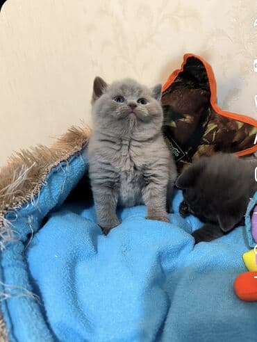 pişik 50 azn: Britan, Erkək — 1