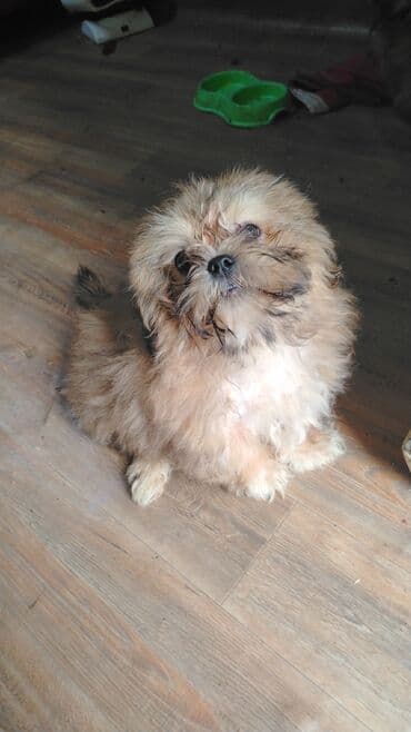 купить хаски щенка: Ши-тцу, 4 месяца — 1