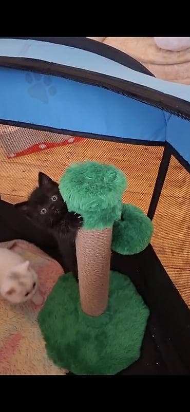 menks pisikleri: Britan, Dişi — 1