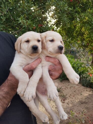 лабрадор: Labrador-retriver, 2 ay, Dişi, Peyvəndli, Ünvandan götürmə — 7