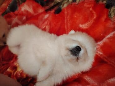 avcarka itler: Şpitz, 1 ay — 2