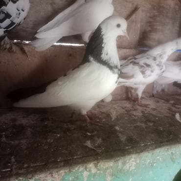 pavlin goyərcin: Qara boyun deste qara quyruq erkek mayad 2- birlikde 30 azn 1 eded — 4