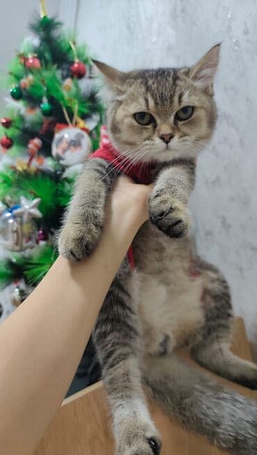 pişikler ucuz: Qızıl şinşilla, Erkək, Yaxşı əllərə, Ünvandan götürmə, Ödənişli çatdırılma — 5