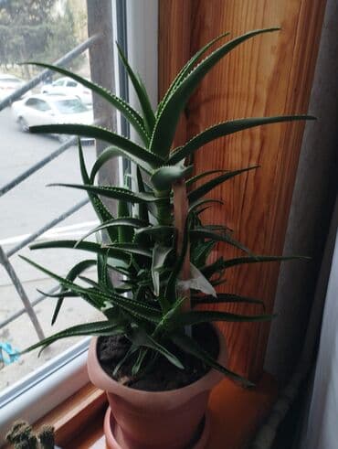 Aloe (sukulent) – 5 ildir əkilib, sağlam və güclü kök sistemi ilə — 1